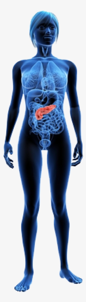 Contains Digestive Enzymes That Help To Breakdown Carbohydrates, - Female X Ray