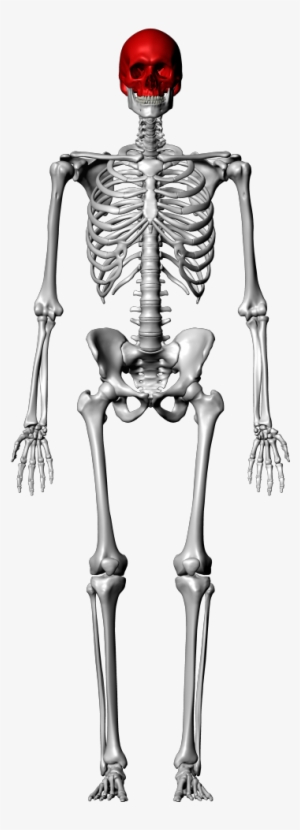 Skeleton - Skeleton Tibia And Fibula Png