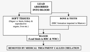 Fate Of Lead In Human Body - Diagram