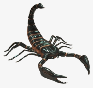 Scorpio Png Photo - Scorpion Animal