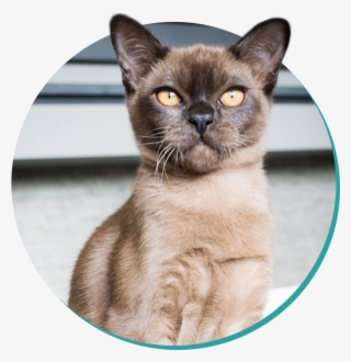Burmese