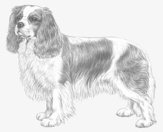 Cavalier King Charles Spaniel
