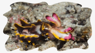 Flamboyant Cuttlefish «
