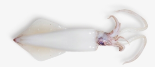 Cuttlefish Png
