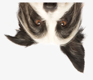 Papillon Png