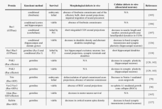 Rac-related Knockout Mouse Models