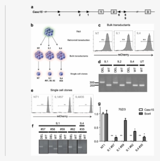 Casc15 Knockout In Murine Cells Results In Sox4 Downregulation