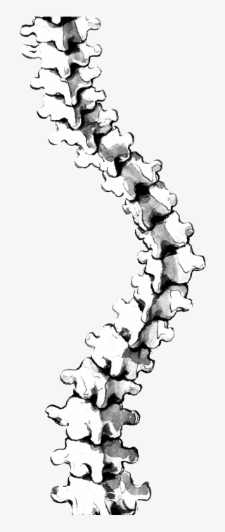 Scoliosis At Getdrawings Com Free For Personal