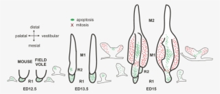 Schematic Drawings Of The Distribution Of Mitosis And
