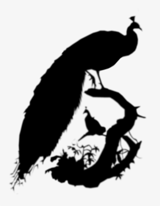 Pavo Cristatus Clipart Indian Peafowl Phasianidae