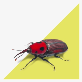 Palm Weevil