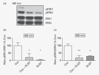 The Effect Of The Mek Inhibitor Sl327 On Clozapine-induced