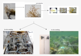 In Merces The Udg Csic Are Developing Innovative Restoration
