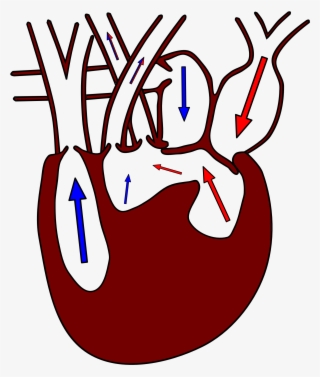 File - Heart3