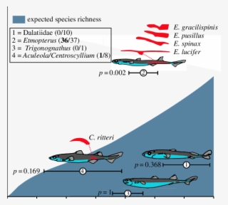Expected Species Richness Curve Of Bioluminescent Sharks