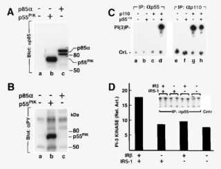 Sf9 Cells Were Infected With A Baculovirus Containing