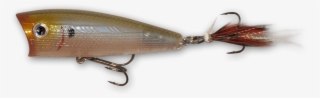 Bloody Ghost Minnow