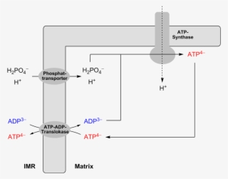 Adp Atp Shuttle