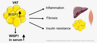 1 Nutritional Regulation Of Metabolic Signaling Pathways