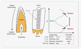 3 Schematische Zeichnung Eines Inkrementell Anwachsenden,