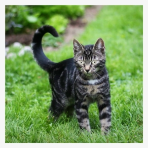 Gray Toyger Kitten Walking In Grass - Cat
