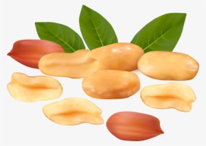 Peanut Clipart - Peanuts Png