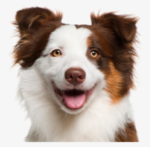 Orbiloc Dual Safety Light