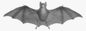 Bat Halloween Png Clipart Source - Demon Warrior Png