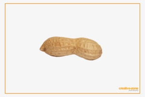 Peanut, Arachis In Schell - Peanut Transparent