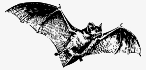 Bat 2 Halloween 1969px 279 - Gray Bat Black And White
