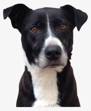 Cute Dog Png Photo8 - Black And White Dog Transparent Background