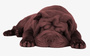 Death Dog Png - Shar Pei Chow Chow Lion