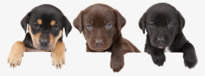 Email Us - Puppy & People Png