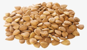 Apricot Kernel Nut Seed Almond Transprent Png - 干果 图片