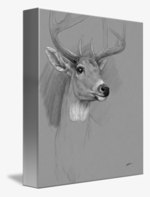 Drawings - Drawing