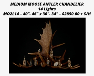 406 295 9041 Call Today - Antlers By Cody