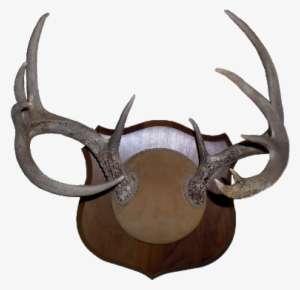 Deer Antlers Png Sharp-lookin' Deer Antler Mount - Antler