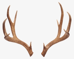 Horns - Boho Deer Horn