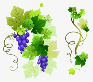 Grapevine Png Free Download - Grape Leaf Vector Png