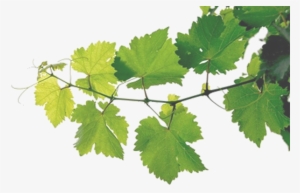 Freeuse Download Rustic Vector Grape Vine Wreath - Grape Vines Png