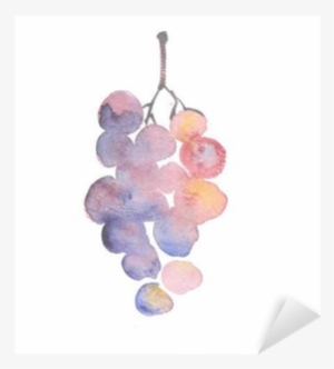 Rosy Grape Watercolor Sketch - Grape