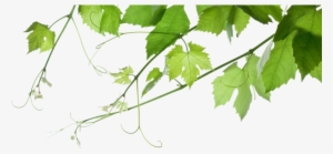 'everything At St Ignatius Is A Question Of Taste' - Grape Leaves Transparent