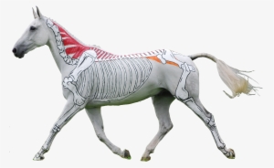 Horses Inside Out - Gillian Higgins Horses Inside Out