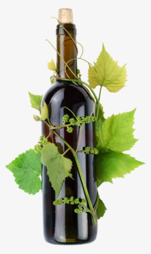 Book Now - Transparent Png Flower Wine