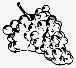 Common Grape Vine Black And White Drawing Fruit - Grape