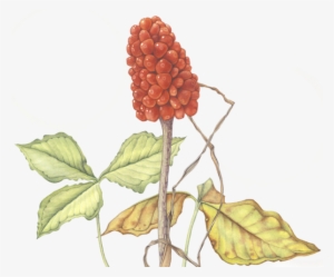 With Luminous Watercolor And Intricate Detail - Seedless Fruit