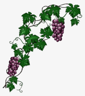 Grapevine Png