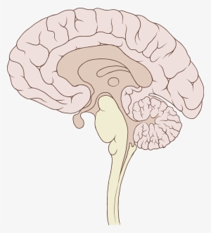 Open - Ventromedial Prefrontal Cortex Diagram