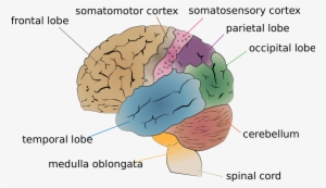 Ritesh Bawri - Human Brain