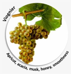 90% Of The Wine-making Process Secrets And Results - Giclee Painting: Troncy's Viognier Grape, 61x46in.